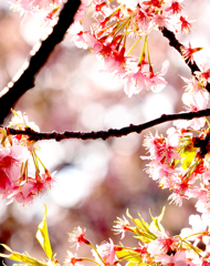 河津桜