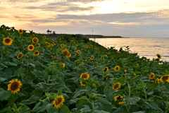海に咲く向日葵