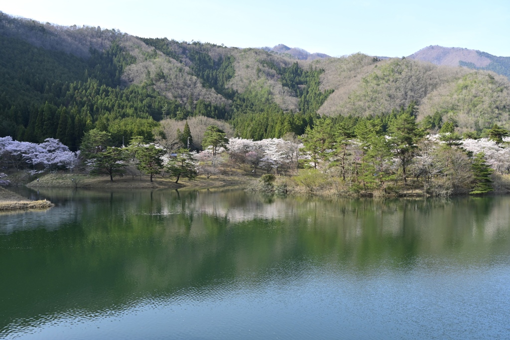 ダム桜