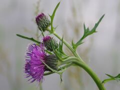アザミの曲線美