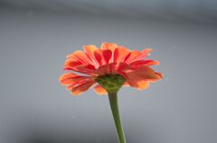 薄日に映える百日草