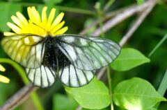タンポポとウスバシロチョウ