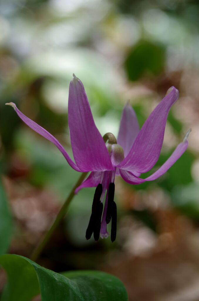 カタクリの花１