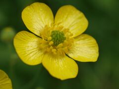 ウマノアシガタ