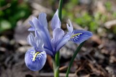 カンザキアヤメ１