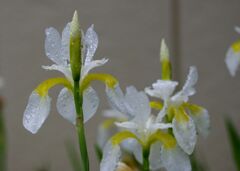 早い梅雨入りなのね