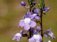 マツバウンラン