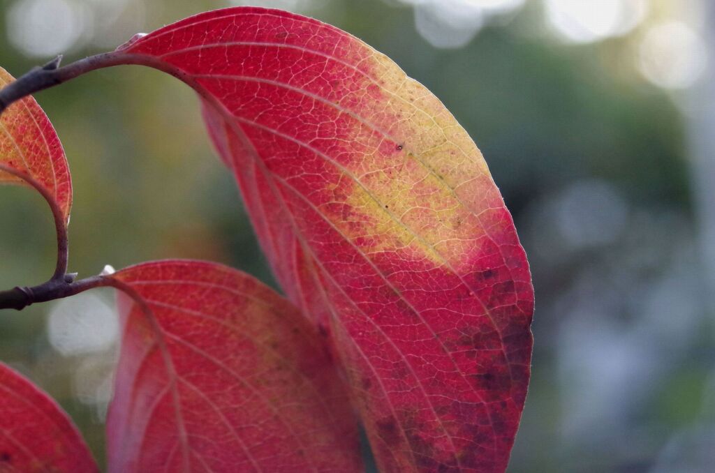 ハナミズキ紅葉