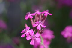 初夏の日差しを受けて