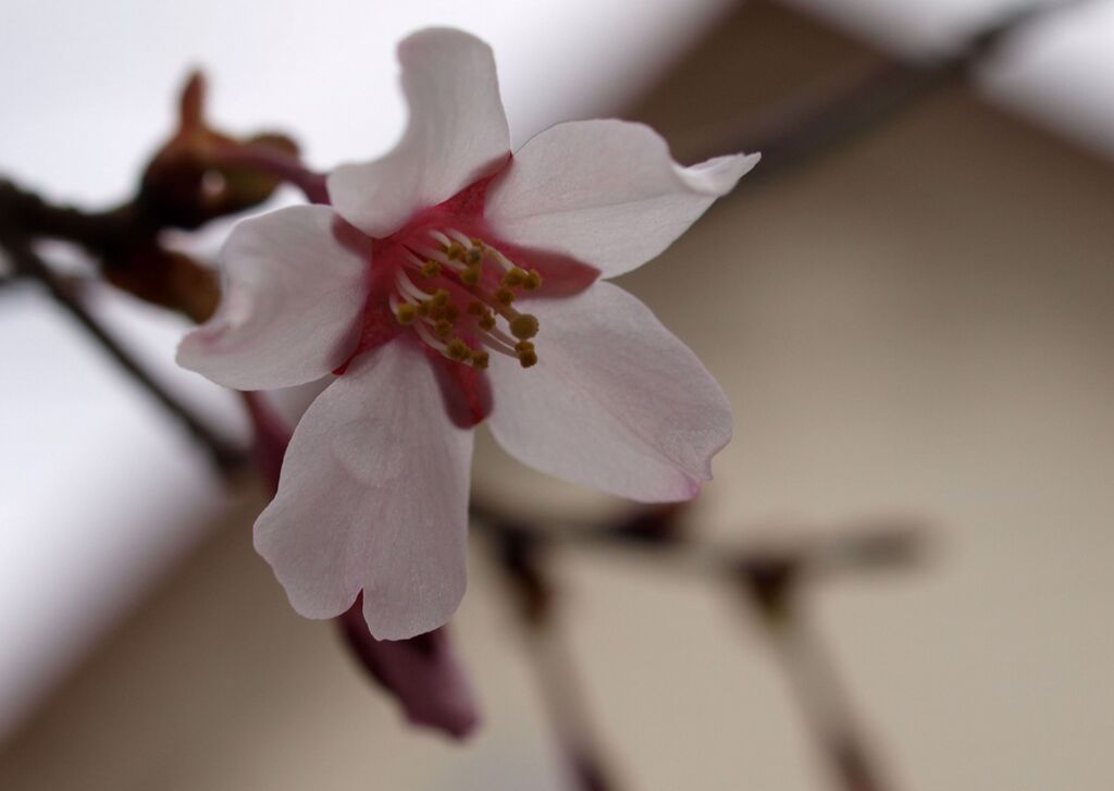 山桜１