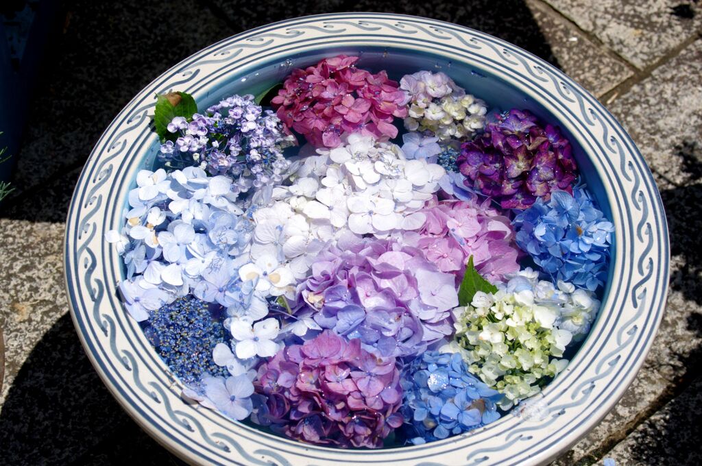 紫陽花盛