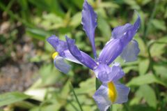 ダッチアイリスの輝き