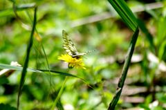 絶滅危惧種ウスバシロチョウ１