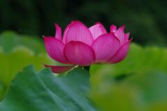 蓮SP