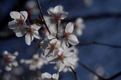 里山の桜