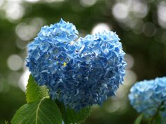 ハートの紫陽花