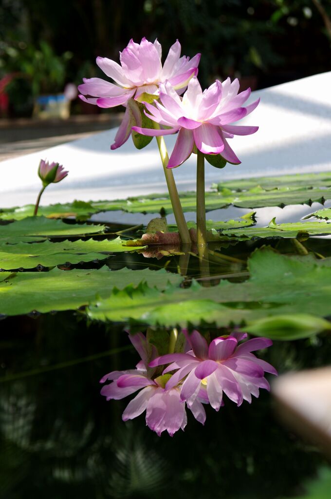 蓮池水鏡１