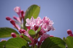 青空に映える庭木