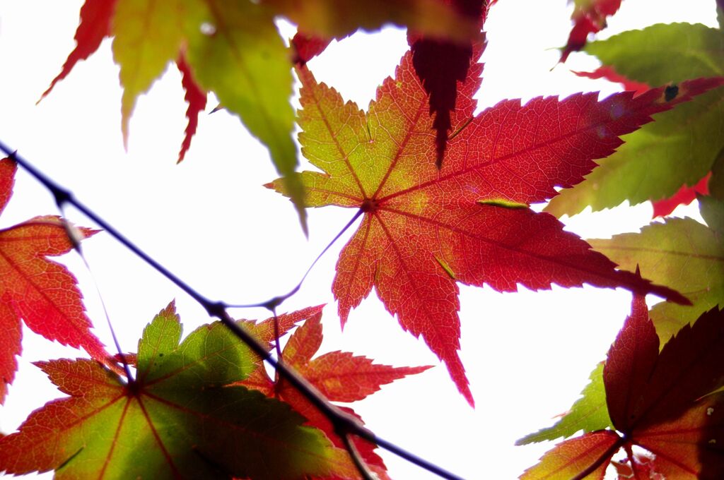 紅葉真盛り２