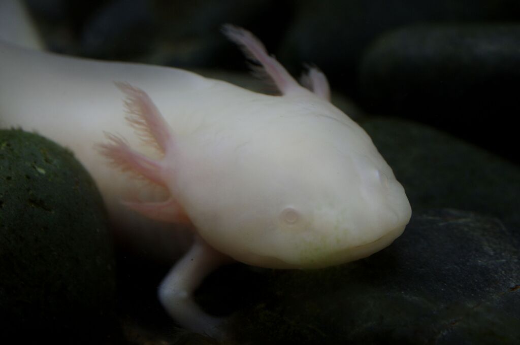ウーパールーパー