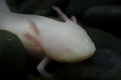 ウーパールーパー