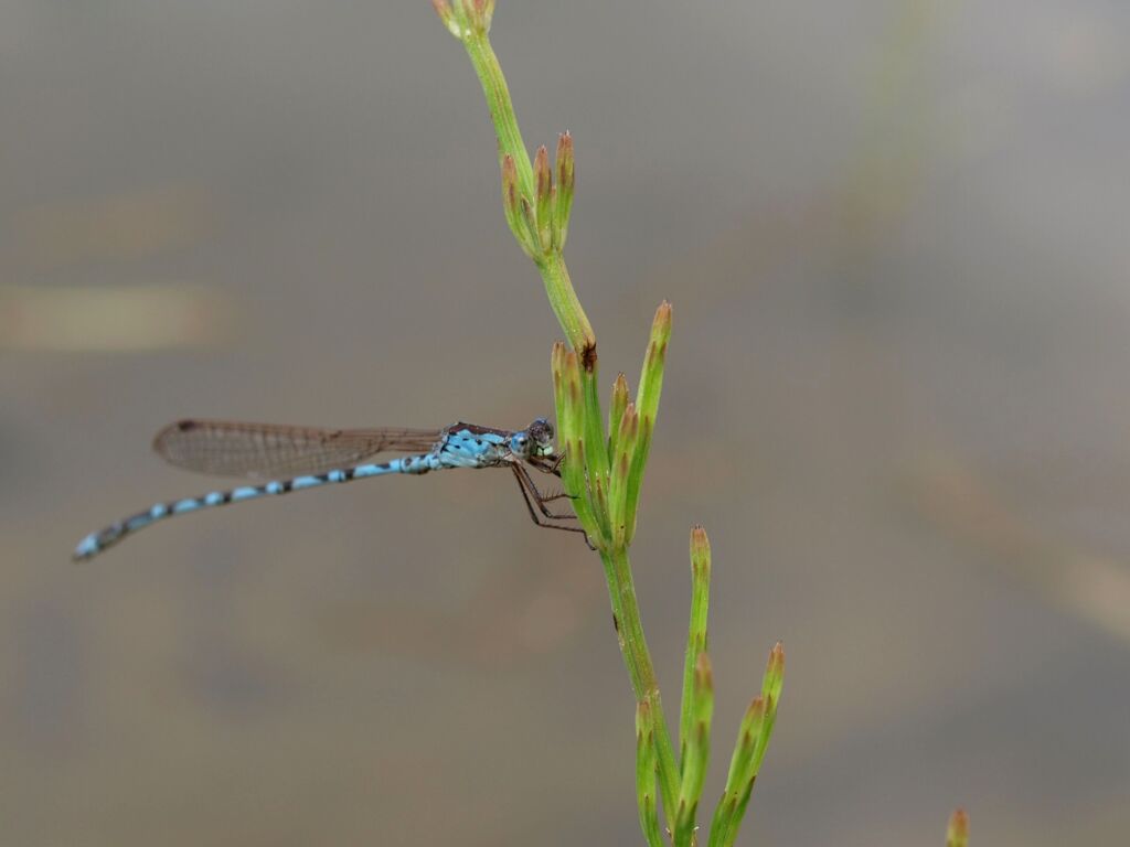お久しぶりです