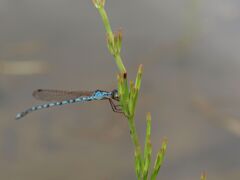 お久しぶりです