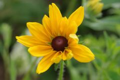 キヌガサキク１