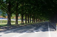 メタセコイア並木１