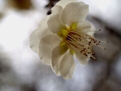 透通る光を受け