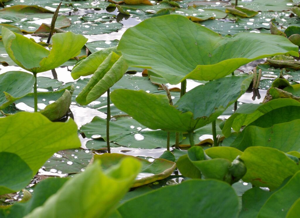 蓮花池