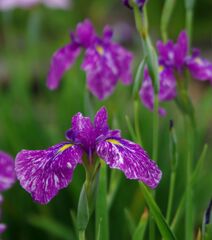 花菖蒲５