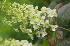 カシワバアジサイ