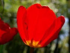 深紅のチューリップ