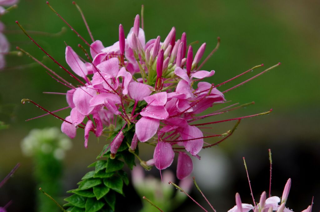 花魁草１