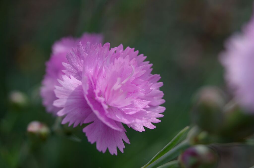 カーネーション