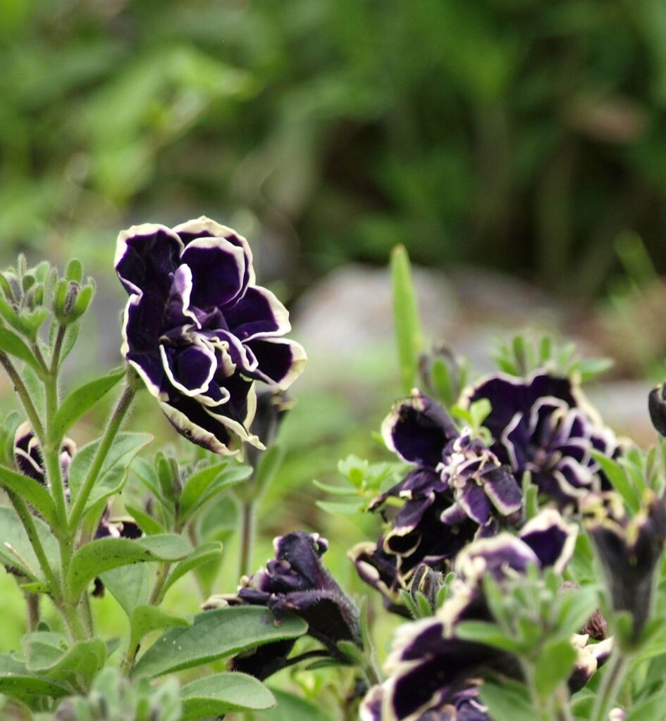 ペチュニア（黒真珠）