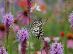 蝶とリアトリス