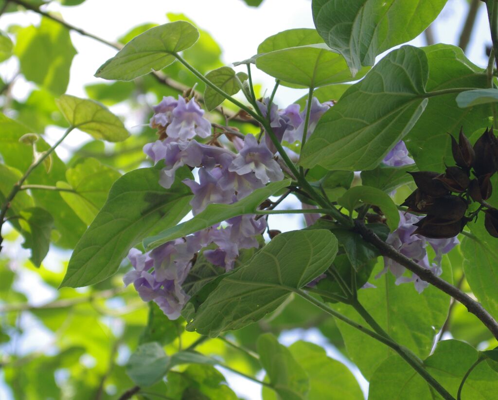桐の花