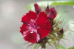 雨に濡れる撫子３