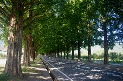 メタセコイア並木２