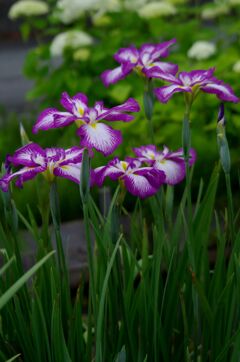 花菖蒲２