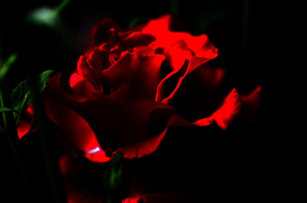 漆黒に咲く薔薇