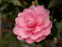 庭のさざんか１