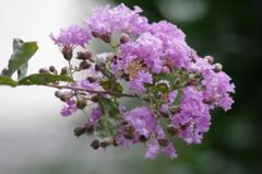 サルスベリ（ピンク）