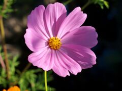 カラフルなコスモス達３