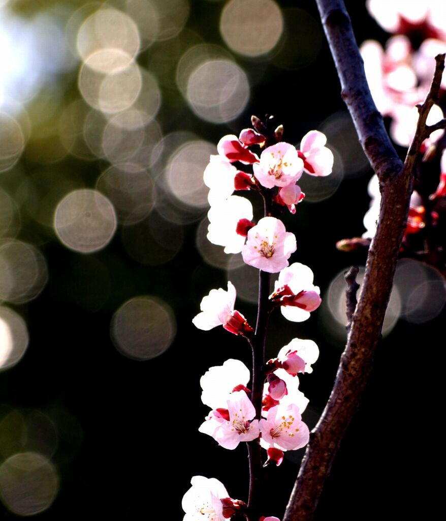 桜２