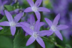 カンパニュラ・アルペンブルー