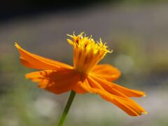 キバナコスモス１