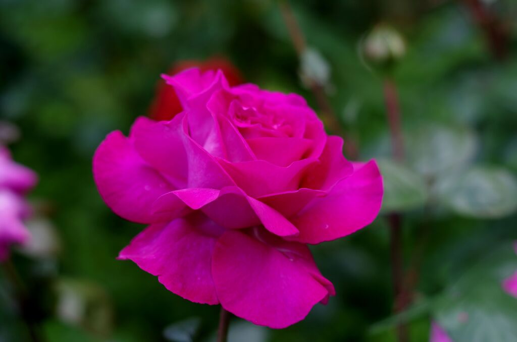 薔薇１
